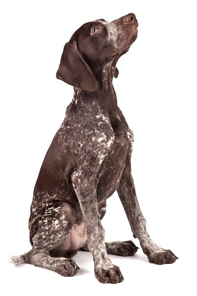 German Shorthaired Pointer Bobblehead